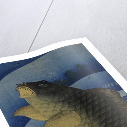 Carp (Koi), c. 1830-1840 by Anonymous