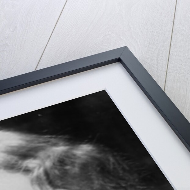 Portrait of the author Nadezhda Teffi, End 1920s by Anonymous