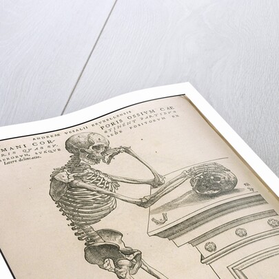 Illustration from De humani corporis fabrica by Andreas Vesalius, ca 1543 by Anonymous