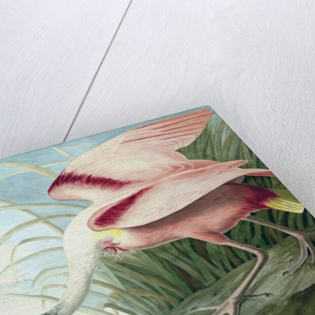 Roseate Spoonbill, Platalea Ajaja, 1845 by John J. Audubon