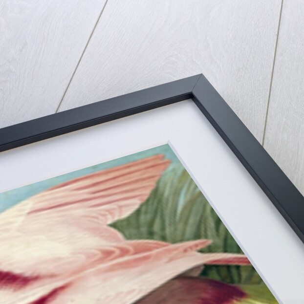 Roseate Spoonbill, Platalea Ajaja, 1845 by John J. Audubon