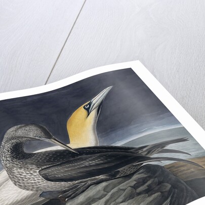 Northern Gannet, Morus Bassanus, 1845 by John J. Audubon