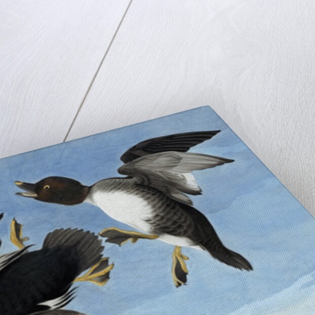 Common Goldeneye, 1845 by John J. Audubon