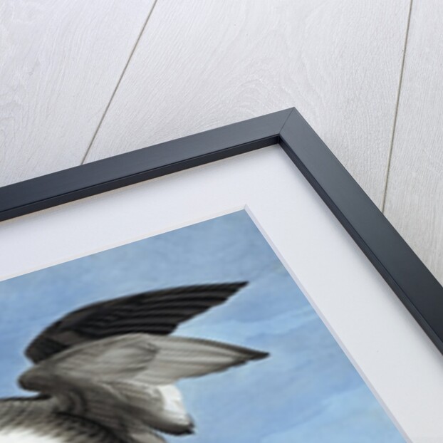 Common Goldeneye, 1845 by John J. Audubon