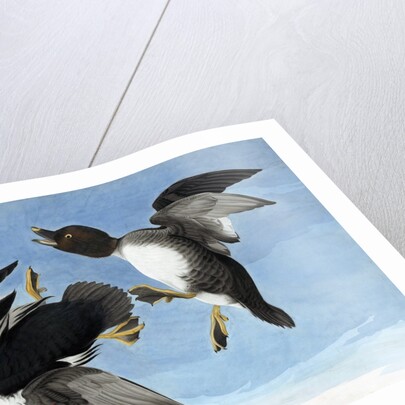 Common Goldeneye, 1845 by John J. Audubon