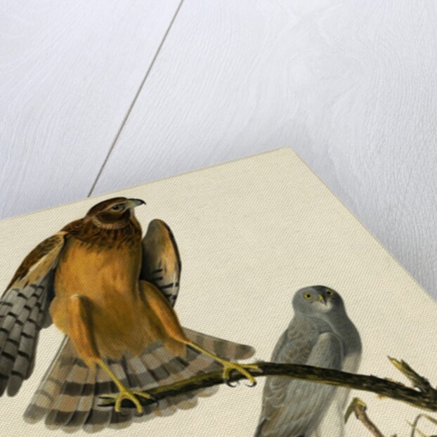 Hen Harrier, Circus Cyaneus, 1845 by John J. Audubon