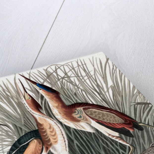 Least Bittern, Ixobrychus Exilis, 1845 by John J. Audubon