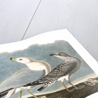 Ring-Billed Gull, Larus Delawarensis, 1845 by John J. Audubon