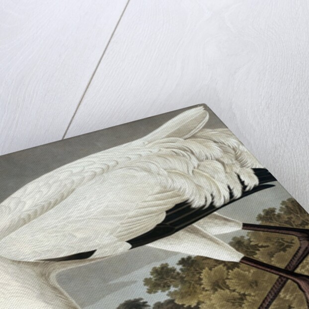 Hooping Crane, Grus Americana, 1845 by John J. Audubon