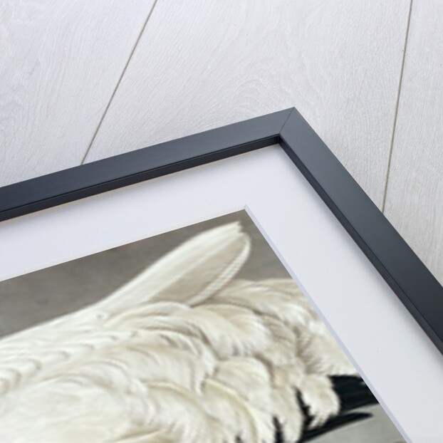 Hooping Crane, Grus Americana, 1845 by John J. Audubon