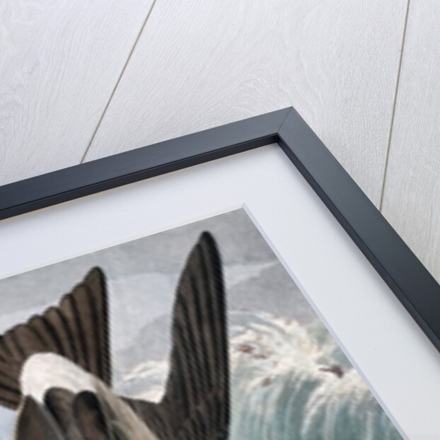 Fork Tailed Petrel, Thalassidroma Leachii, 1845 by John J. Audubon