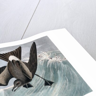 Fork Tailed Petrel, Thalassidroma Leachii, 1845 by John J. Audubon