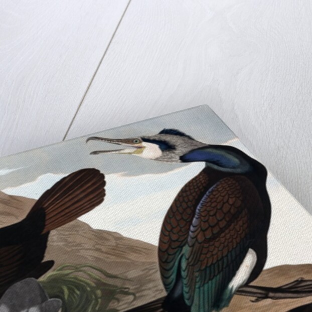 Common Cormorant, Phalacrocorax Carbo, 1845 by John J. Audubon
