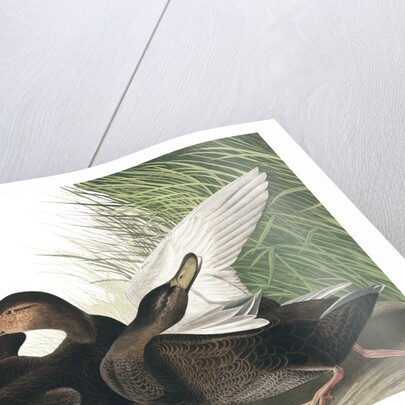 Dusky Duck, Anas Obscura, 1845 by John J. Audubon