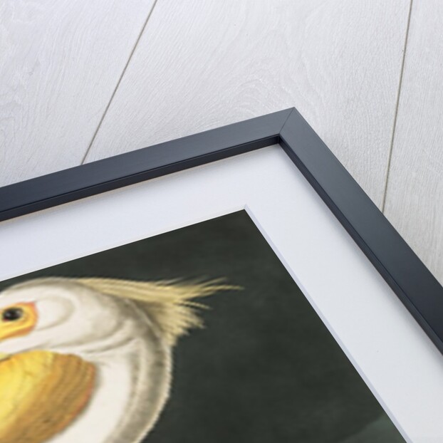 American White Pelican, Pelecanus Erythrorhynchos, 1845 by John J. Audubon