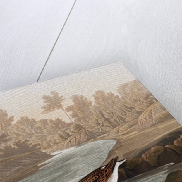 Little Sandpiper, Tringa Pusilla, 1845 by John J. Audubon