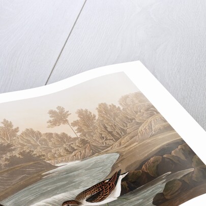 Little Sandpiper, Tringa Pusilla, 1845 by John J. Audubon