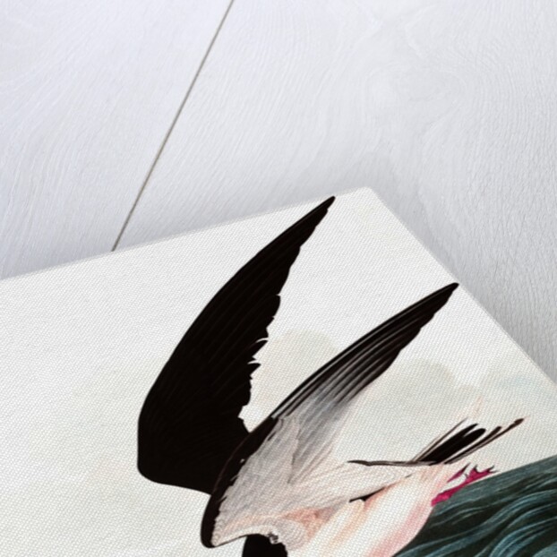 Black Skimmer or Shearwater, Rhincops Nigra, 1845 by John J. Audubon