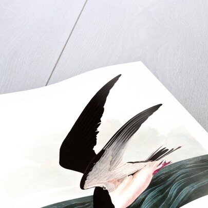 Black Skimmer or Shearwater, Rhincops Nigra, 1845 by John J. Audubon