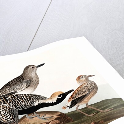 Black Bellied Plover, Charadrius Helveticus, 1845 by John J. Audubon
