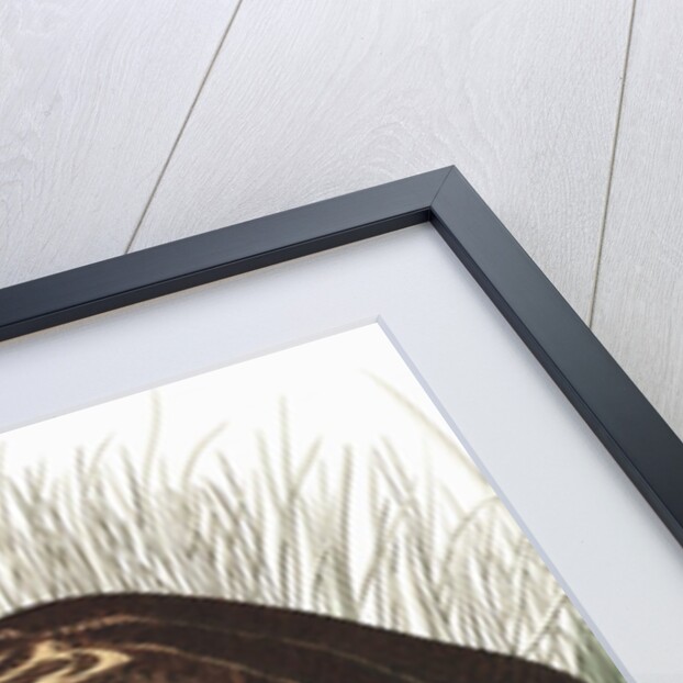 American Bittern, Botaurus Lentiginosus, 1845 by John J. Audubon