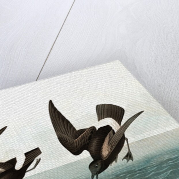 Least Stormy Petrel, Thalassidroma Pelagica, 1845 by John J. Audubon