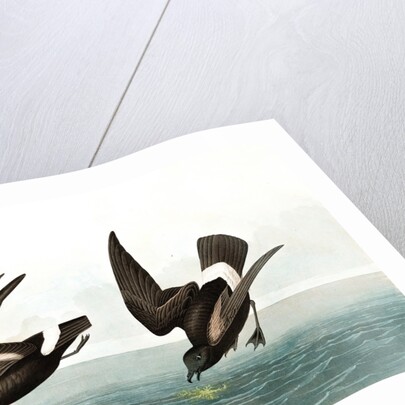 Least Stormy Petrel, Thalassidroma Pelagica, 1845 by John J. Audubon