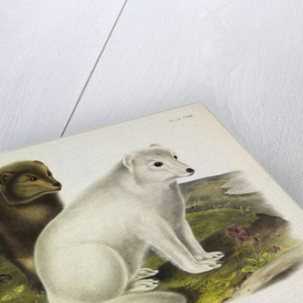Arctic Fox, Vulpes Lagopus, 1845 by John J. Audubon