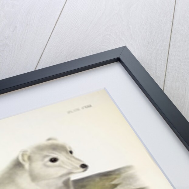 Arctic Fox, Vulpes Lagopus, 1845 by John J. Audubon