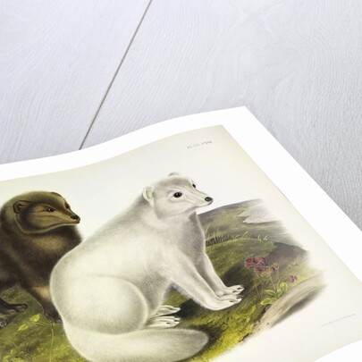 Arctic Fox, Vulpes Lagopus, 1845 by John J. Audubon