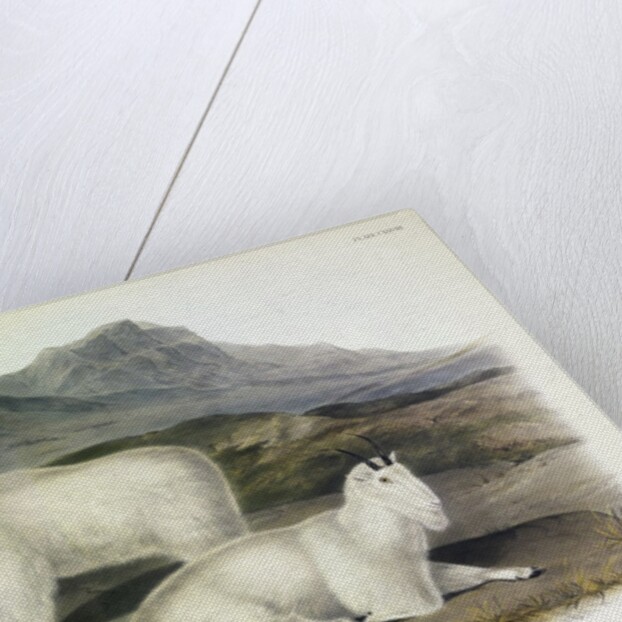 Rocky Mountain Goat, Capra Americana, 1845 by John J. Audubon