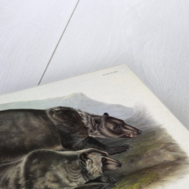 Grizzly Bear, Ursus Freox, 1845 by John J. Audubon