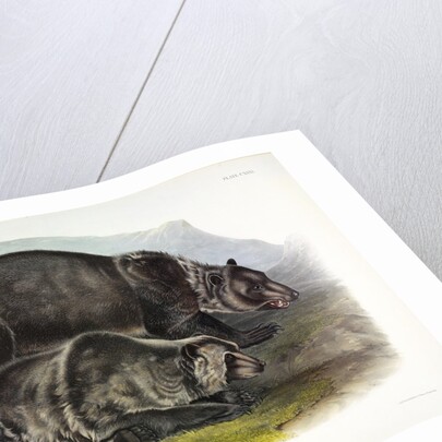 Grizzly Bear, Ursus Freox, 1845 by John J. Audubon
