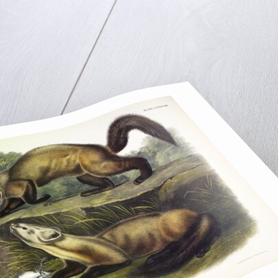 Pine Marten, Mustela Martes, 1845 by John J. Audubon