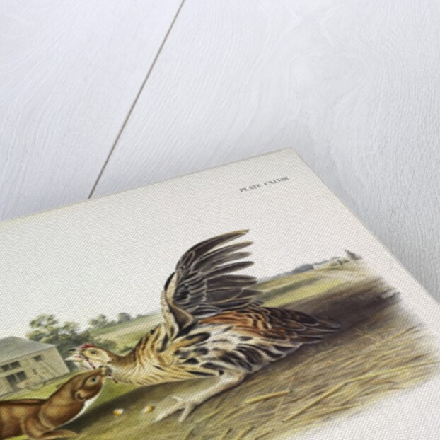 Tawny Weasel, Putorius Fuscus, 1845 by John J. Audubon