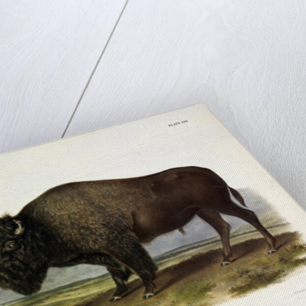 American Bison, Bos Americanus, 1845 by John J. Audubon