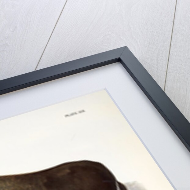 American Bison, Bos Americanus, 1845 by John J. Audubon