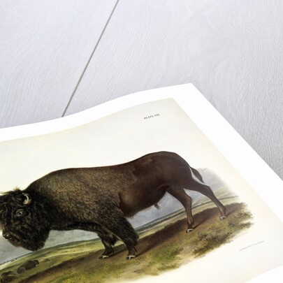 American Bison, Bos Americanus, 1845 by John J. Audubon