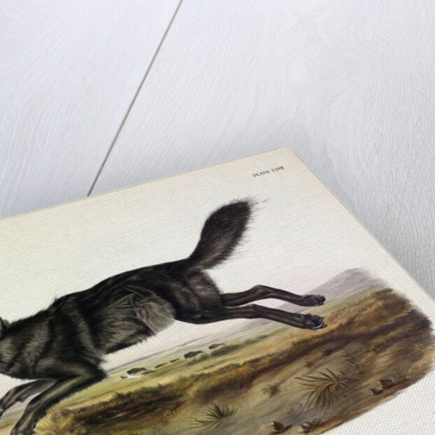 Black American Wolf, Canis Lupus, 1845 by John J. Audubon