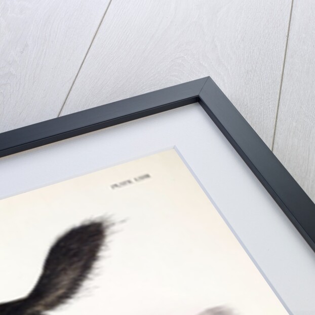 Black American Wolf, Canis Lupus, 1845 by John J. Audubon