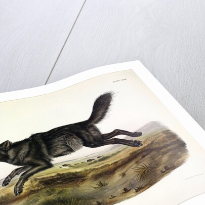 Black American Wolf, Canis Lupus, 1845 by John J. Audubon