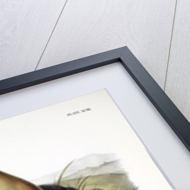 Black Footed Ferret, Putorius Nigripes, 1845 by John J. Audubon