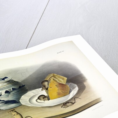 Common Mouse - Male, Female and Young, 1845 by John J. Audubon