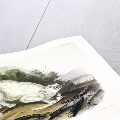 White American Wolf, Canis Lupus. 1845 by John J. Audubon
