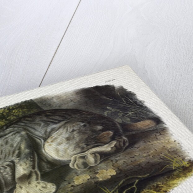 Canada Lynx, Lynx Canadensis, 1845 by John J. Audubon