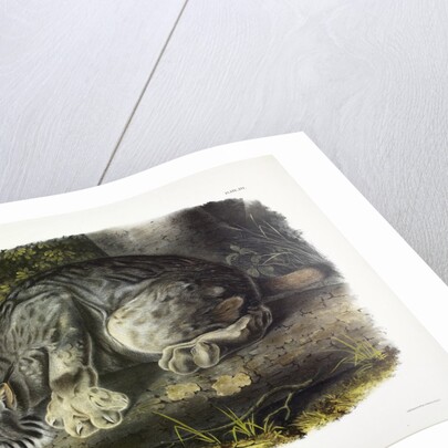 Canada Lynx, Lynx Canadensis, 1845 by John J. Audubon