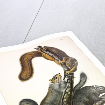 Cat Squirrel, Sciurus Cinereus, 1845 by John J. Audubon