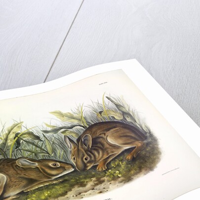 Marsh Hare, Lepus Palustris, 1845 by John J. Audubon