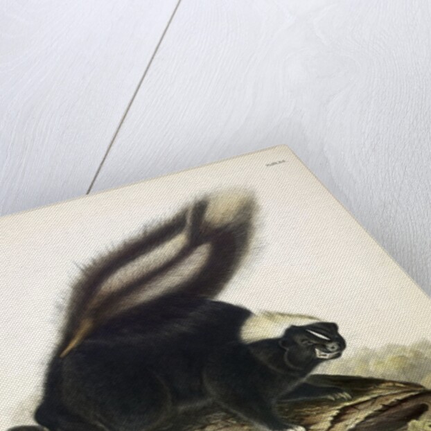 Common American Skunk, Mephitis Americana, 1845 by John J. Audubon