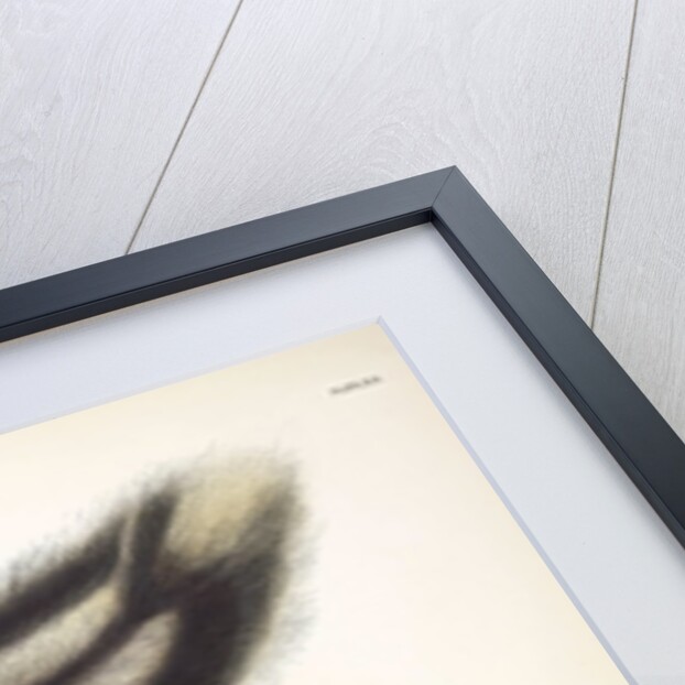 Common American Skunk, Mephitis Americana, 1845 by John J. Audubon